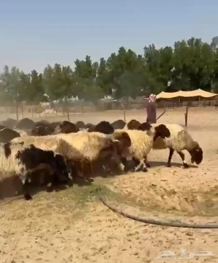 غنم نعيم صنف واشباب وطيبه للبيع 8