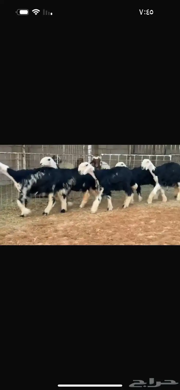 عرض بيع رخل جذعات بالفحل 2