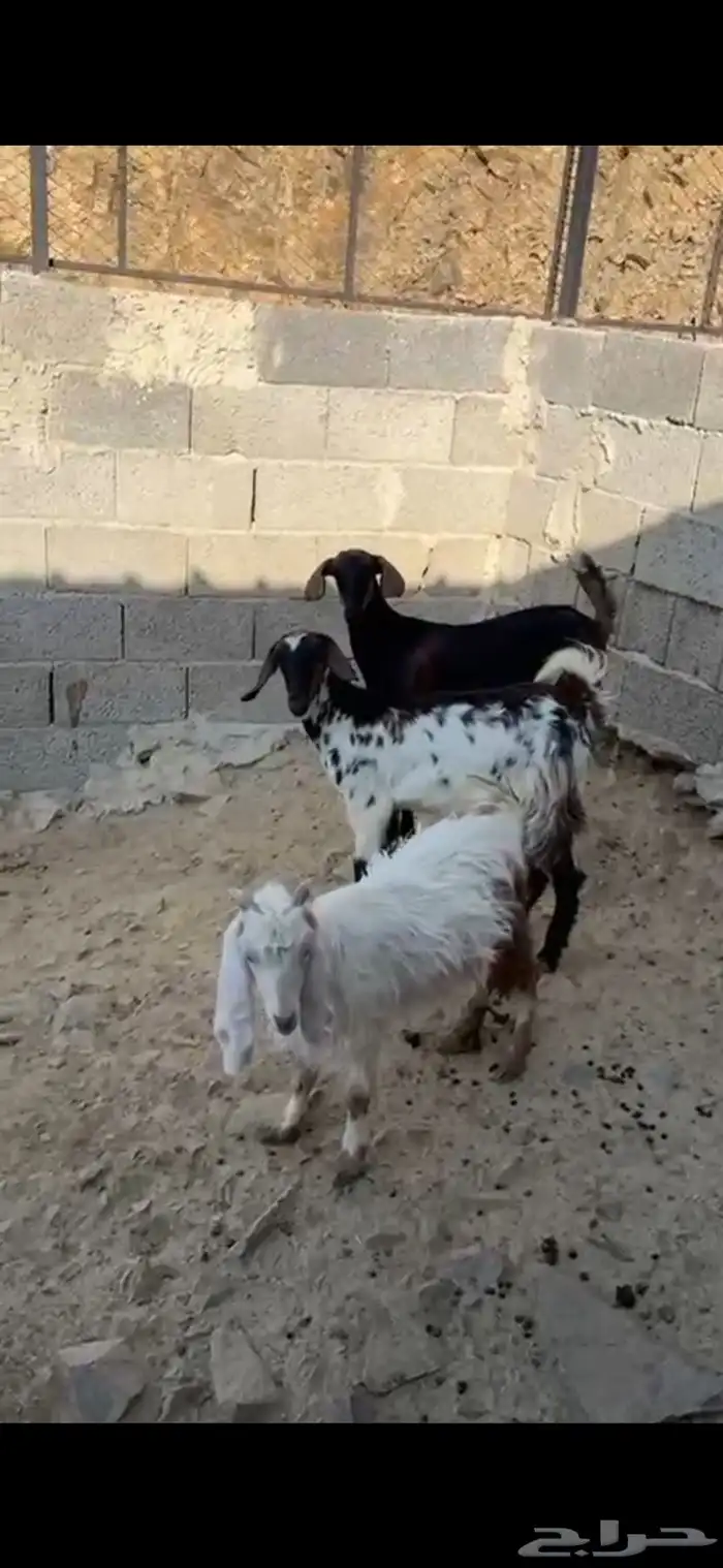 جفر وعنقان يوجد خدمة التوصيل والذبح 0