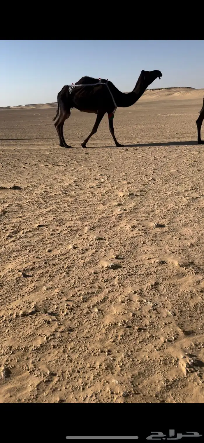 عشرا أم ثالث 0