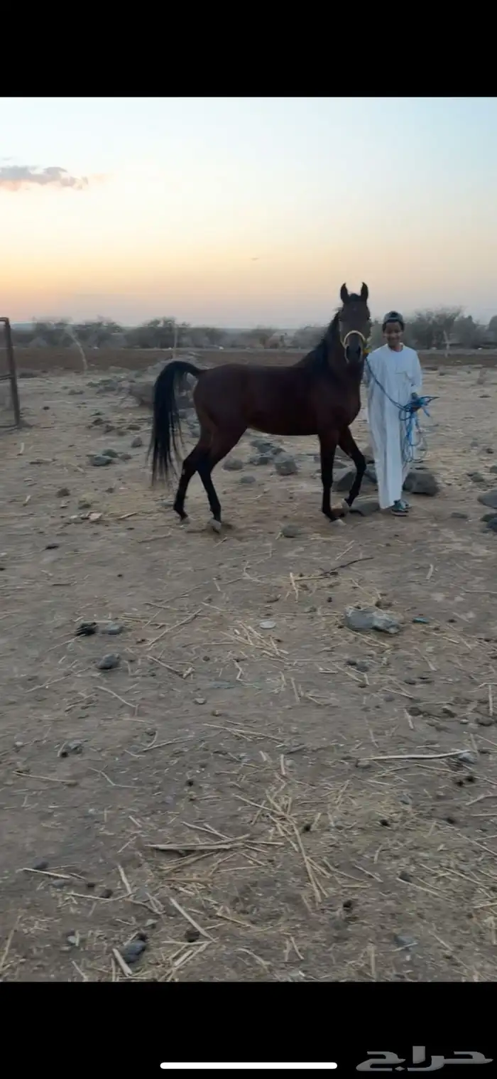 حصان حفيد مجد آريان 1