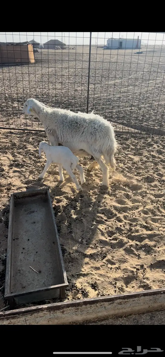 خلفه حريه تامه حد 1510 2