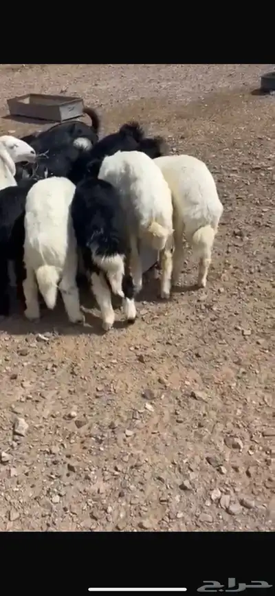 ذبايح الجود index