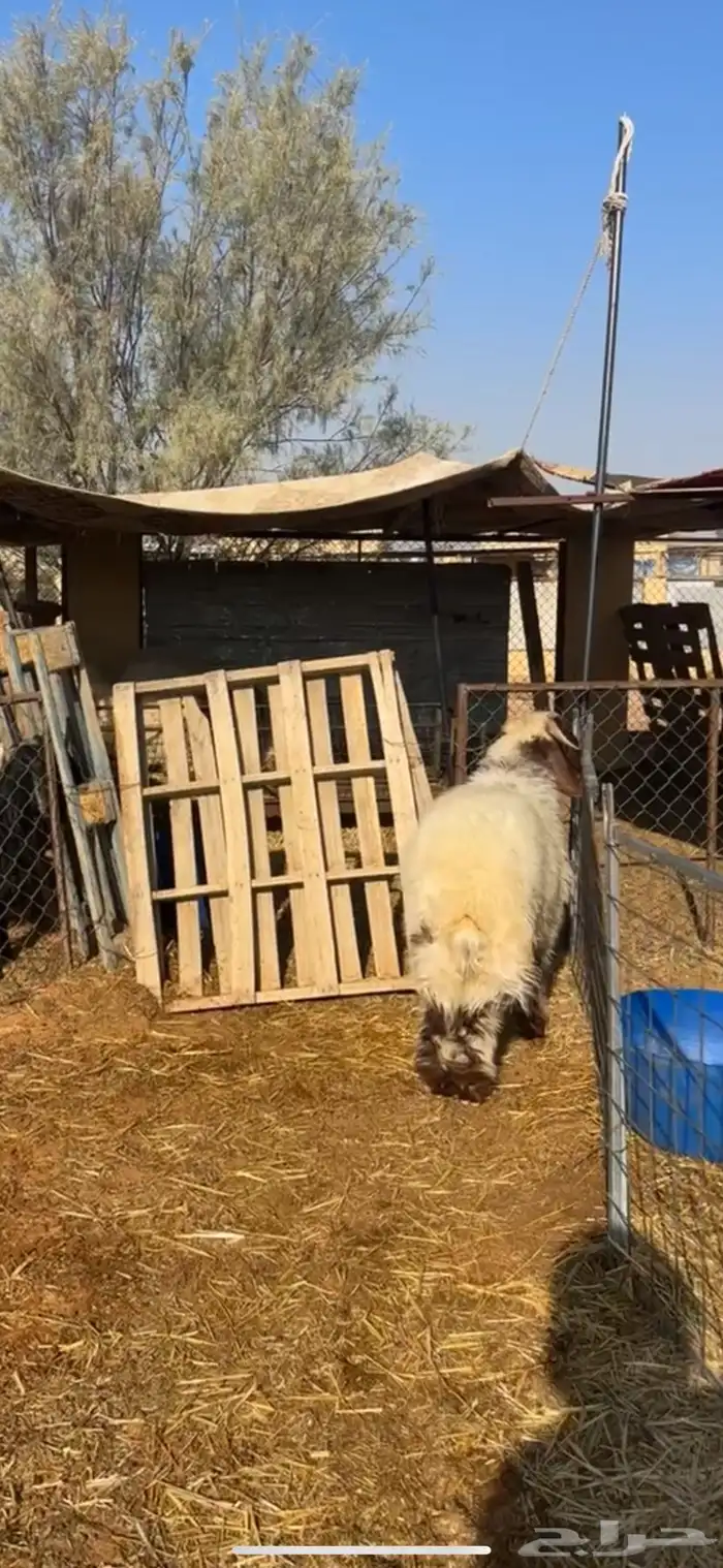 خروف نعيمي 5