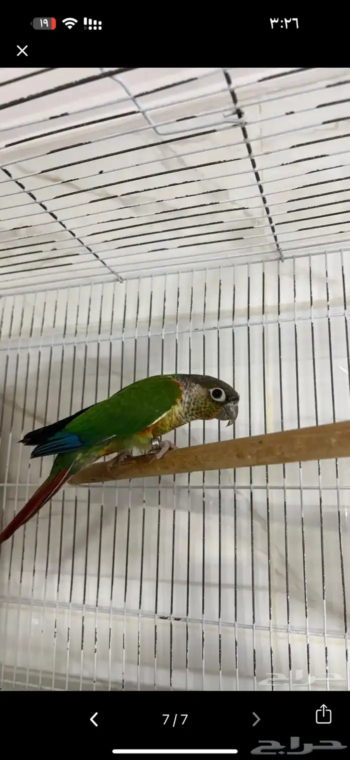 فروخ كنيور يلو سايد 0