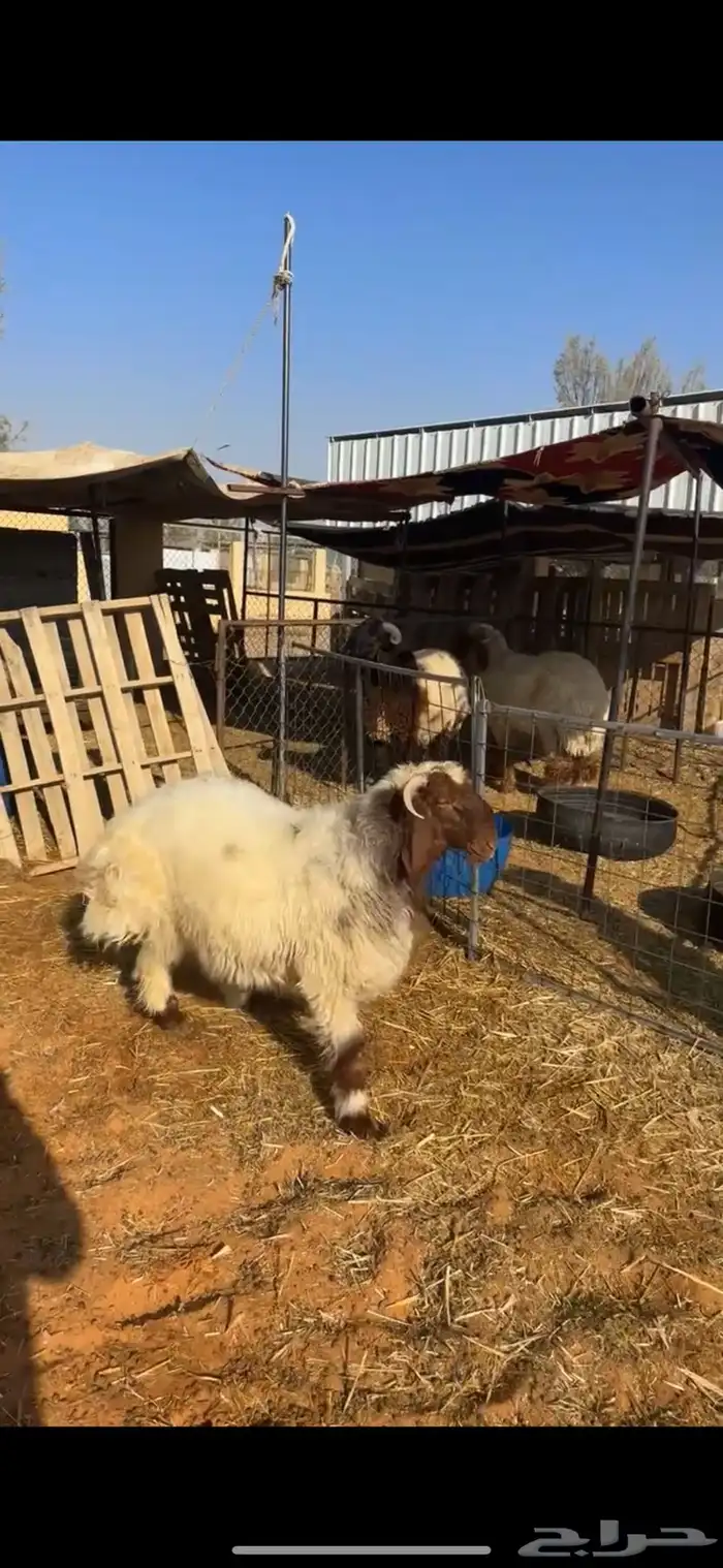 خروف نعيمي 3