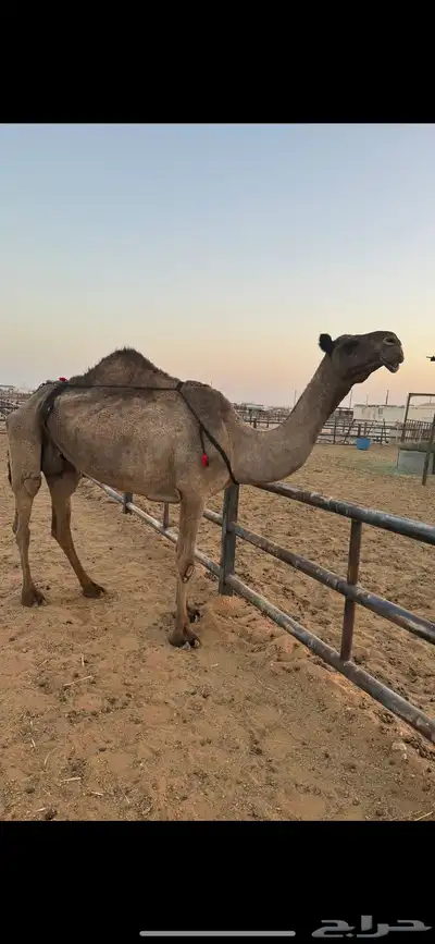 عشاير مبيوعات عيالهن index