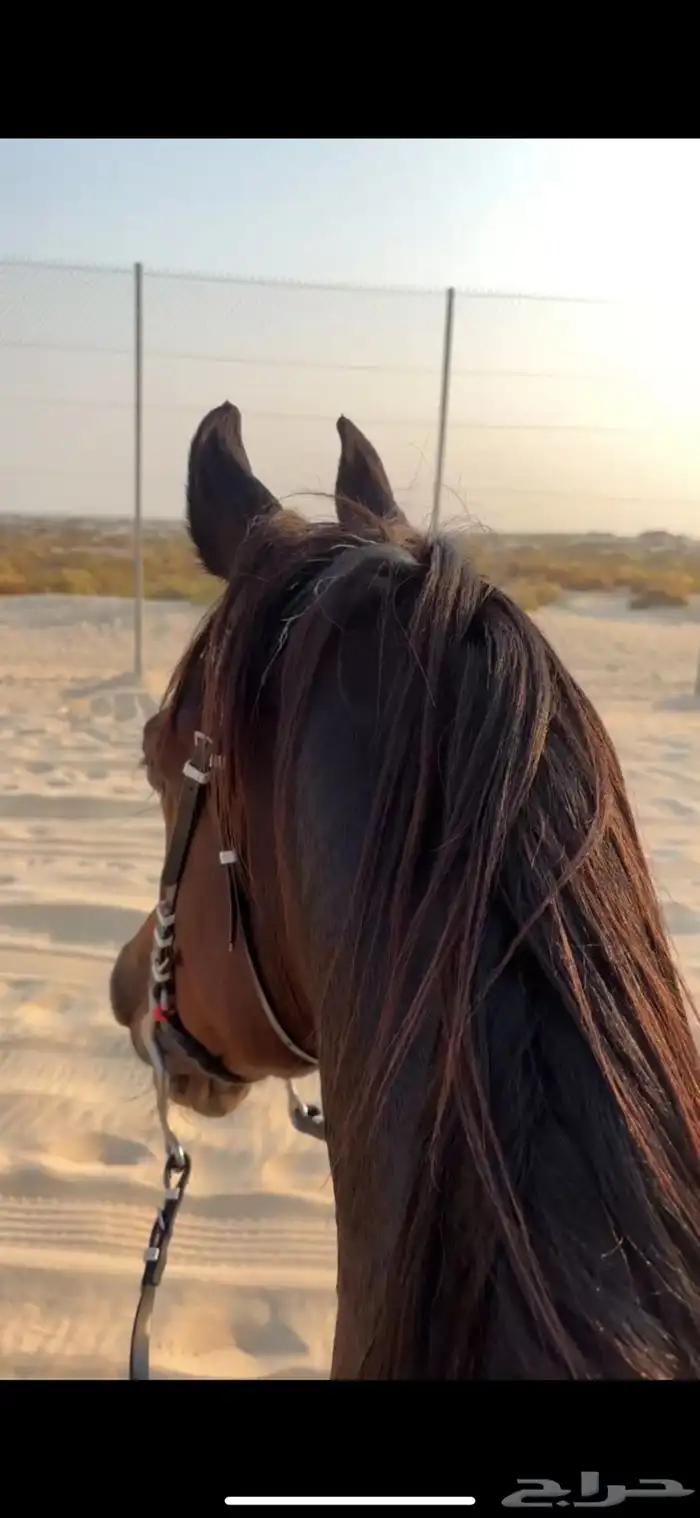 حصان شعبي فاخر 0