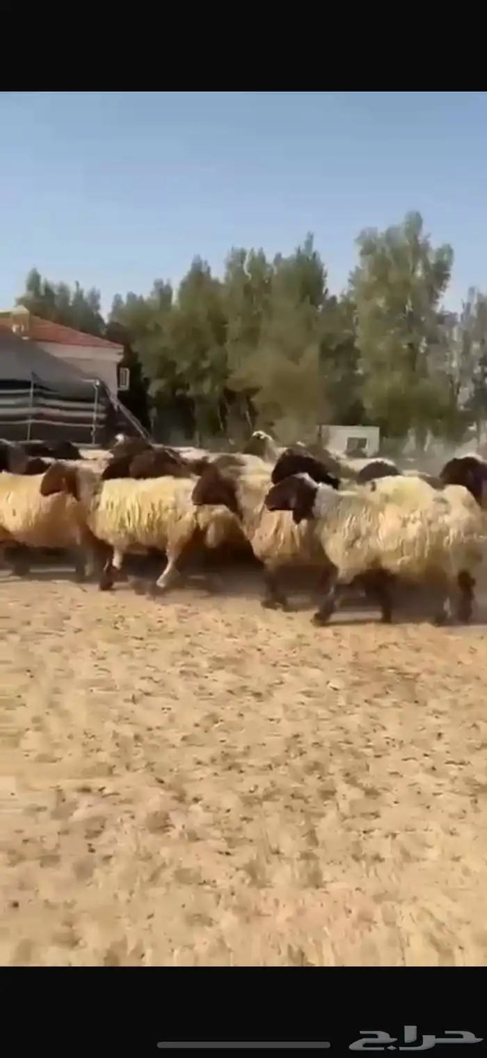 غنم نعيم صنف فاخره للبيع 1