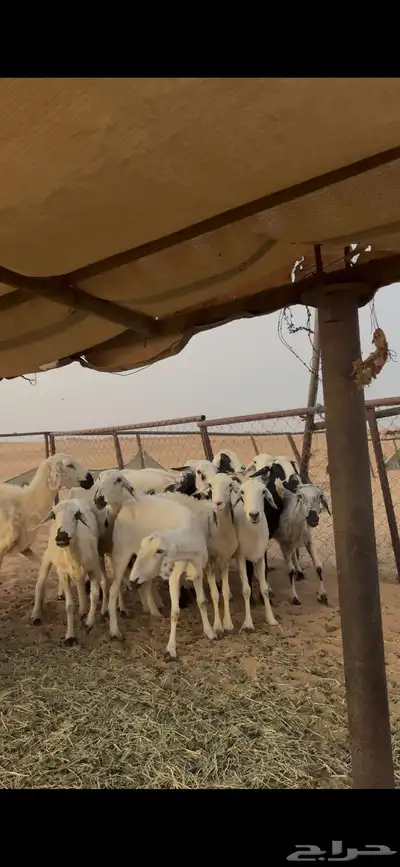 15 نعجه كفو للبيع 0