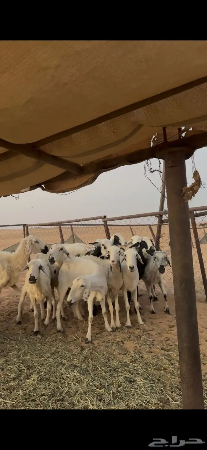 15 نعجه كفو للبيع 0