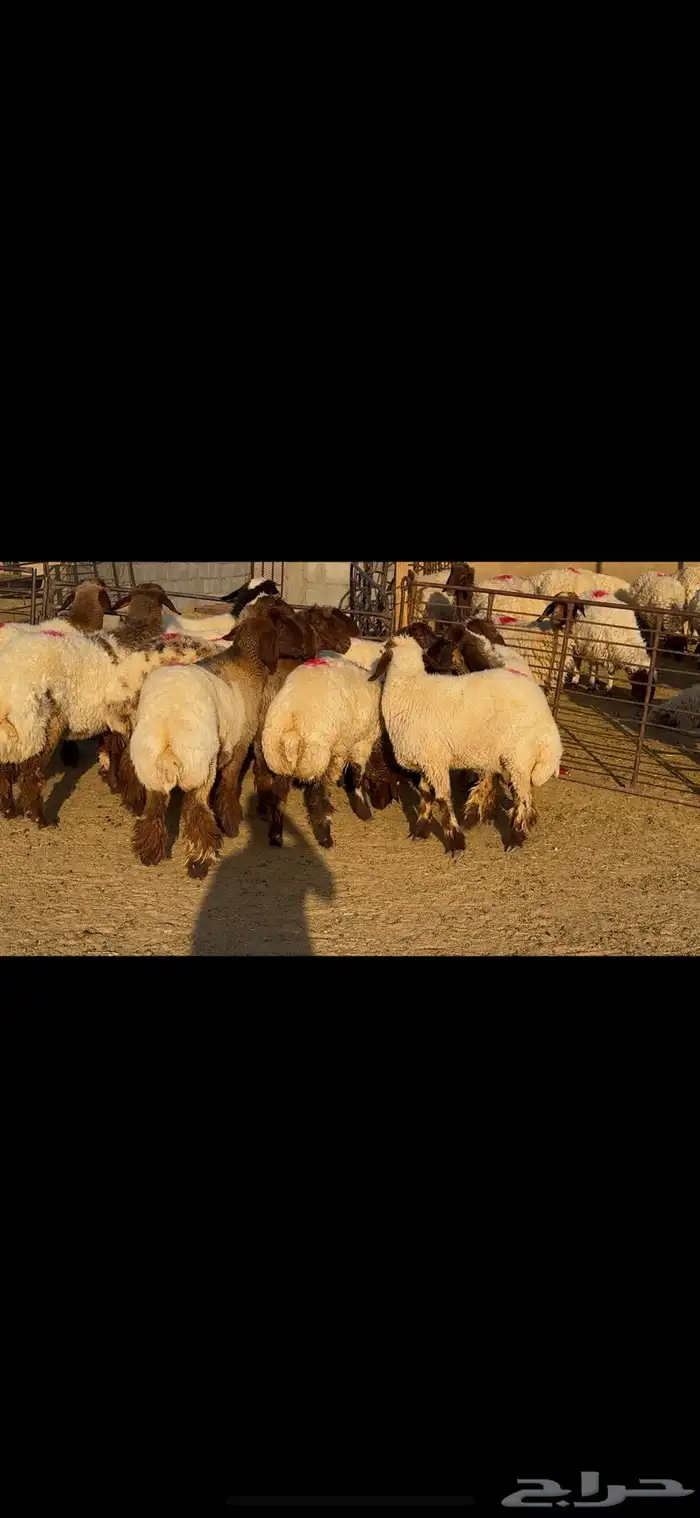 جذعات خصم الخصم وشرط الدفيع العدد 13 1