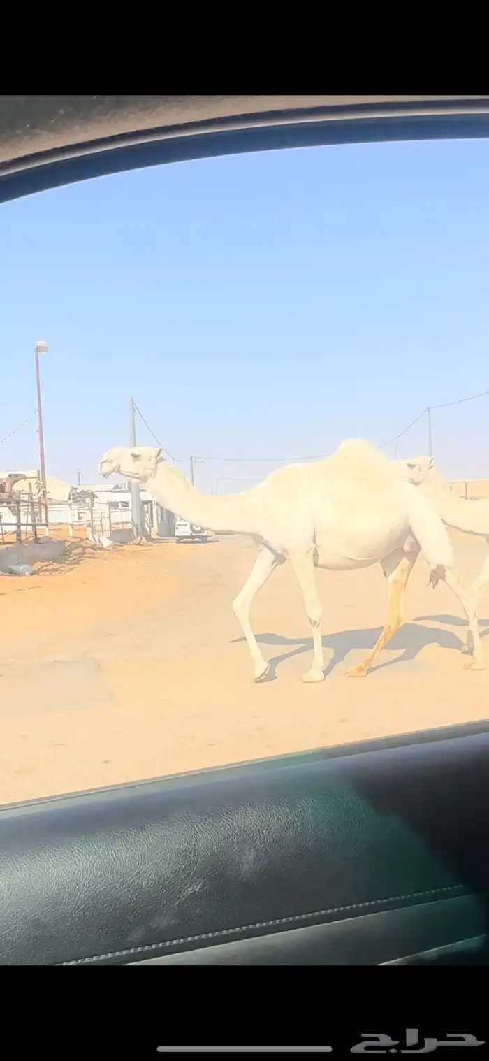 لقحات. تم البيع 1