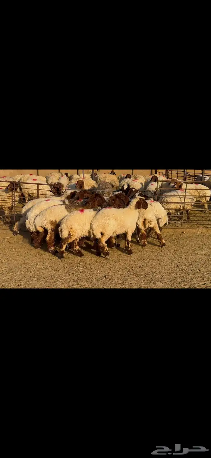 جذعات خصم الخصم وشرط الدفيع العدد 13 13