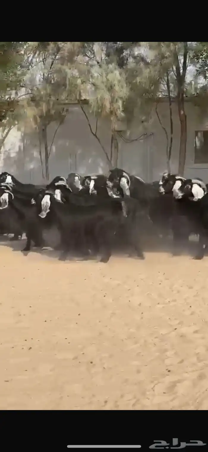 معزا عوارض 1