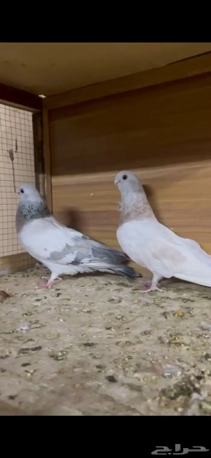 حمام غزار ( إناث ) 0