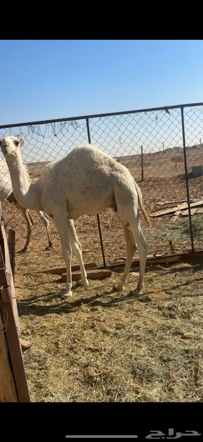 قعود على امه 2