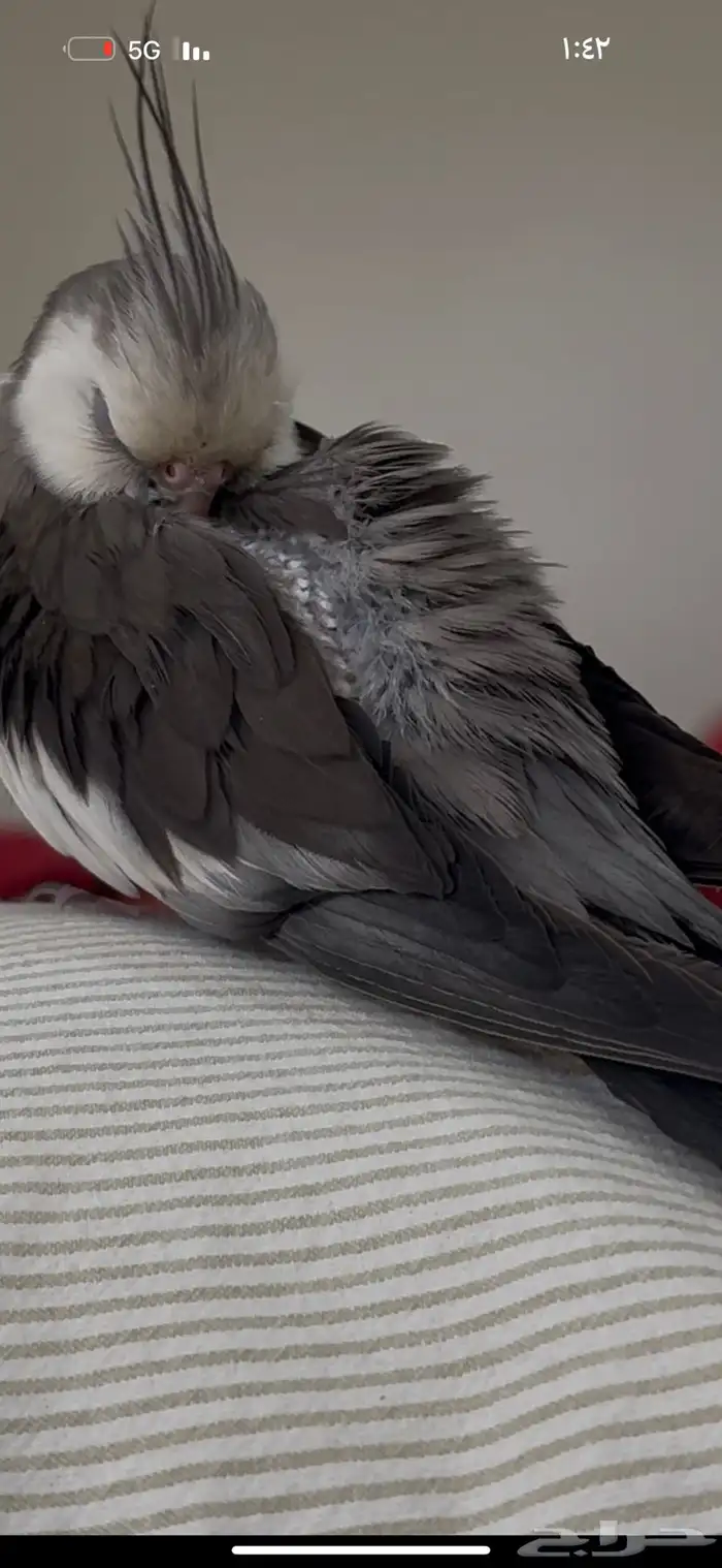 كروان ضايع من يوم الخميس في عودة الي يلقاه له مكافأة مالية 2