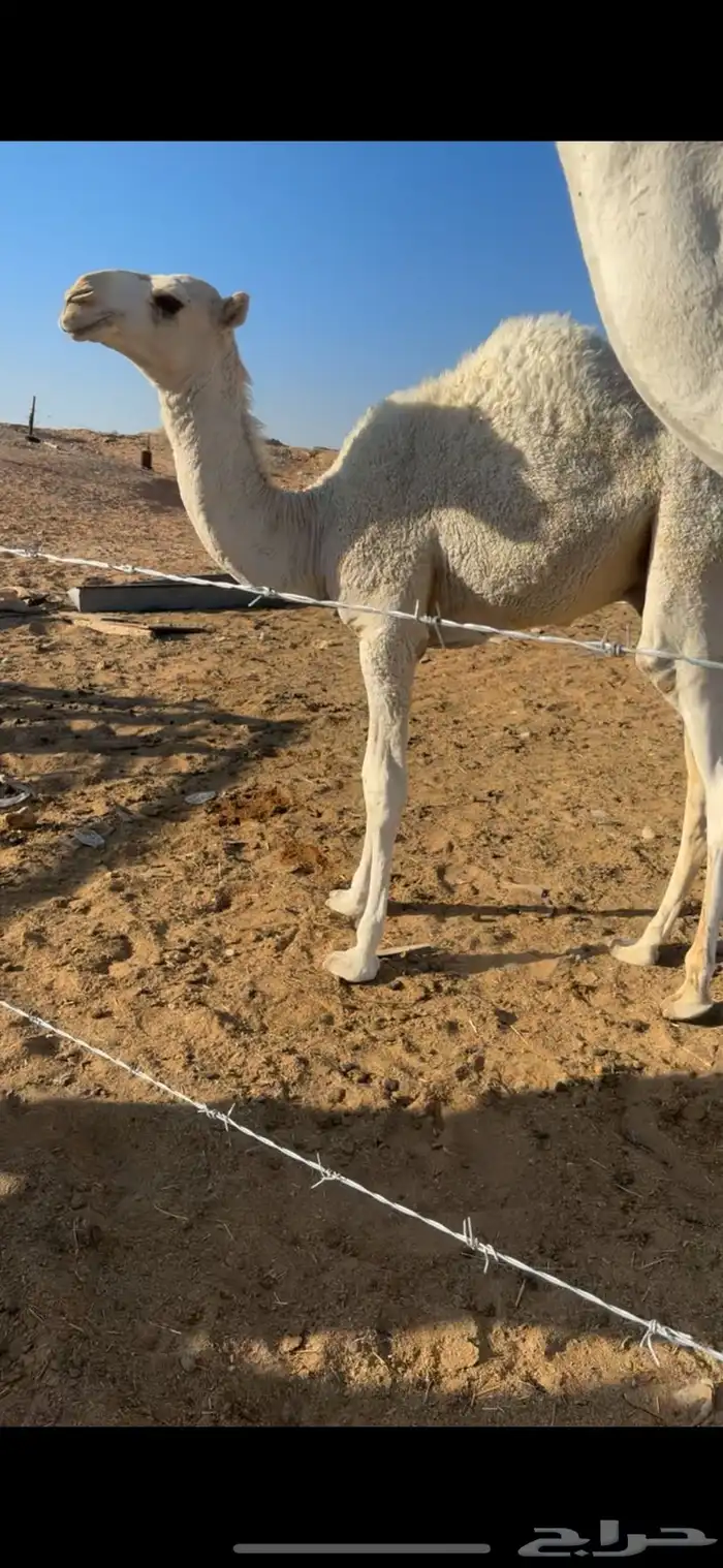 قعود على امه 1