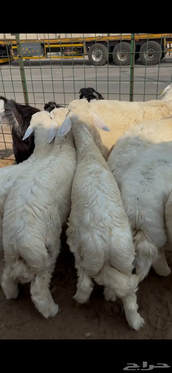 خرفان حري مليان شحم ولحم 1