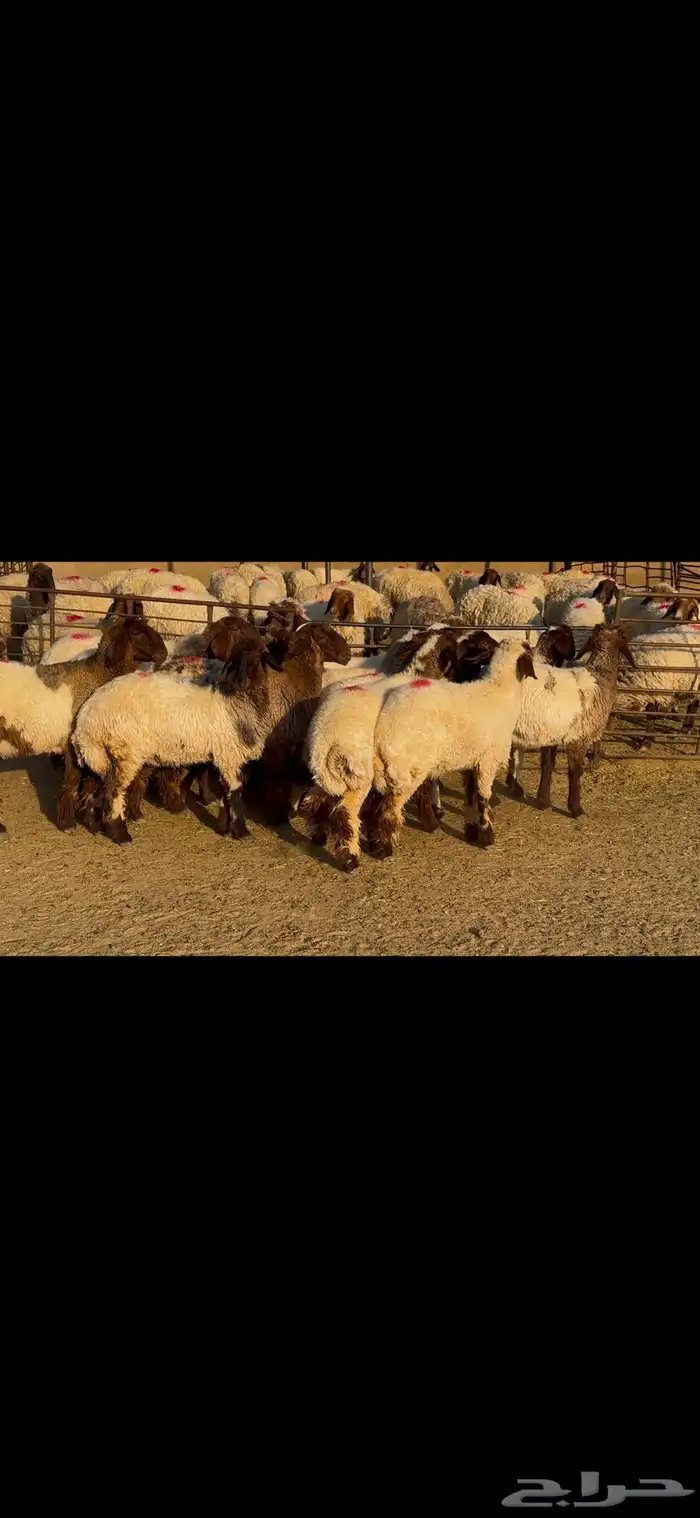 جذعات خصم الخصم وشرط الدفيع العدد 13 9