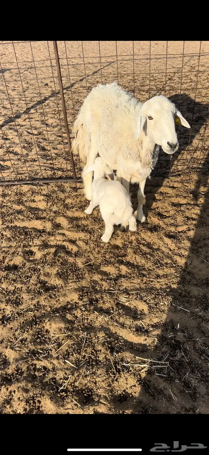 خلفه حريه تامه حد 1510 0