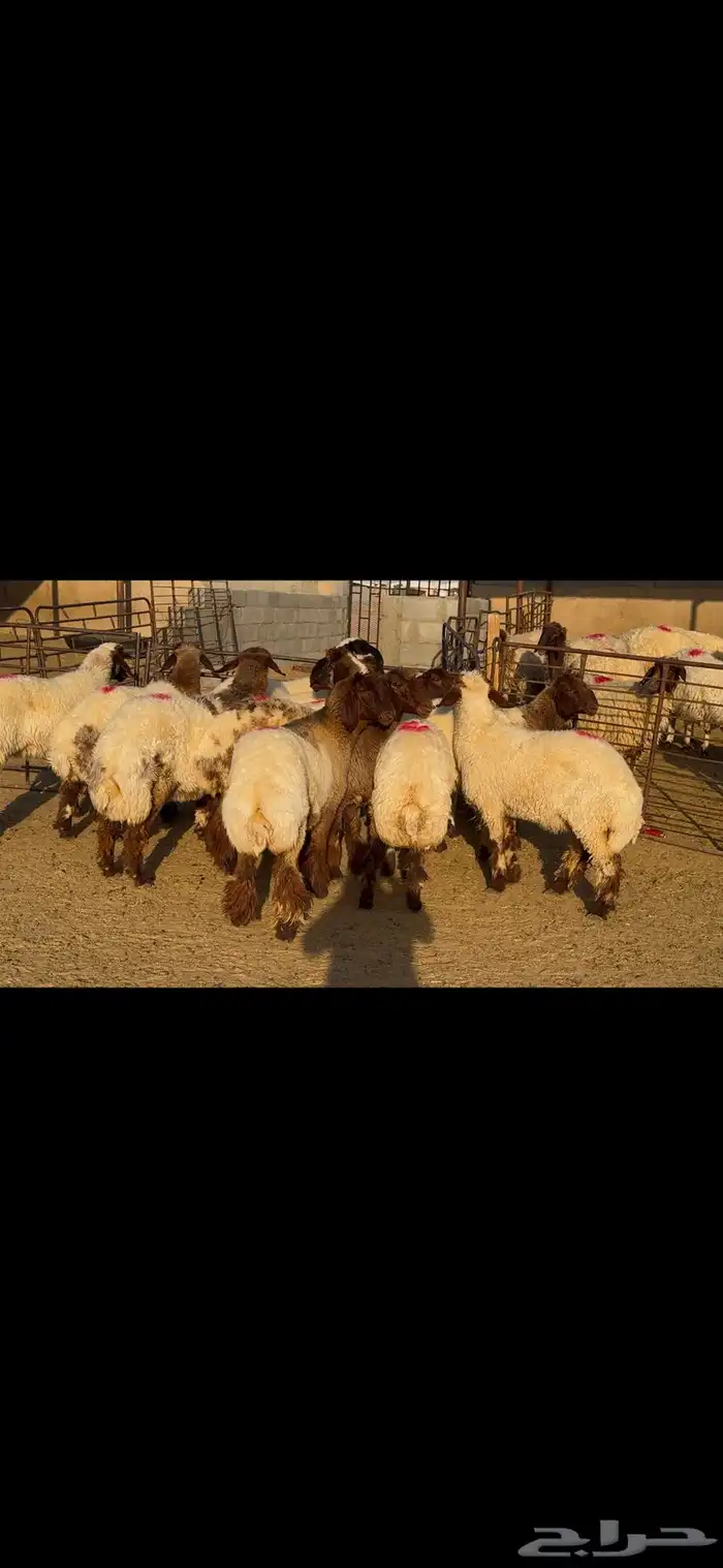 جذعات خصم الخصم وشرط الدفيع العدد 13 6