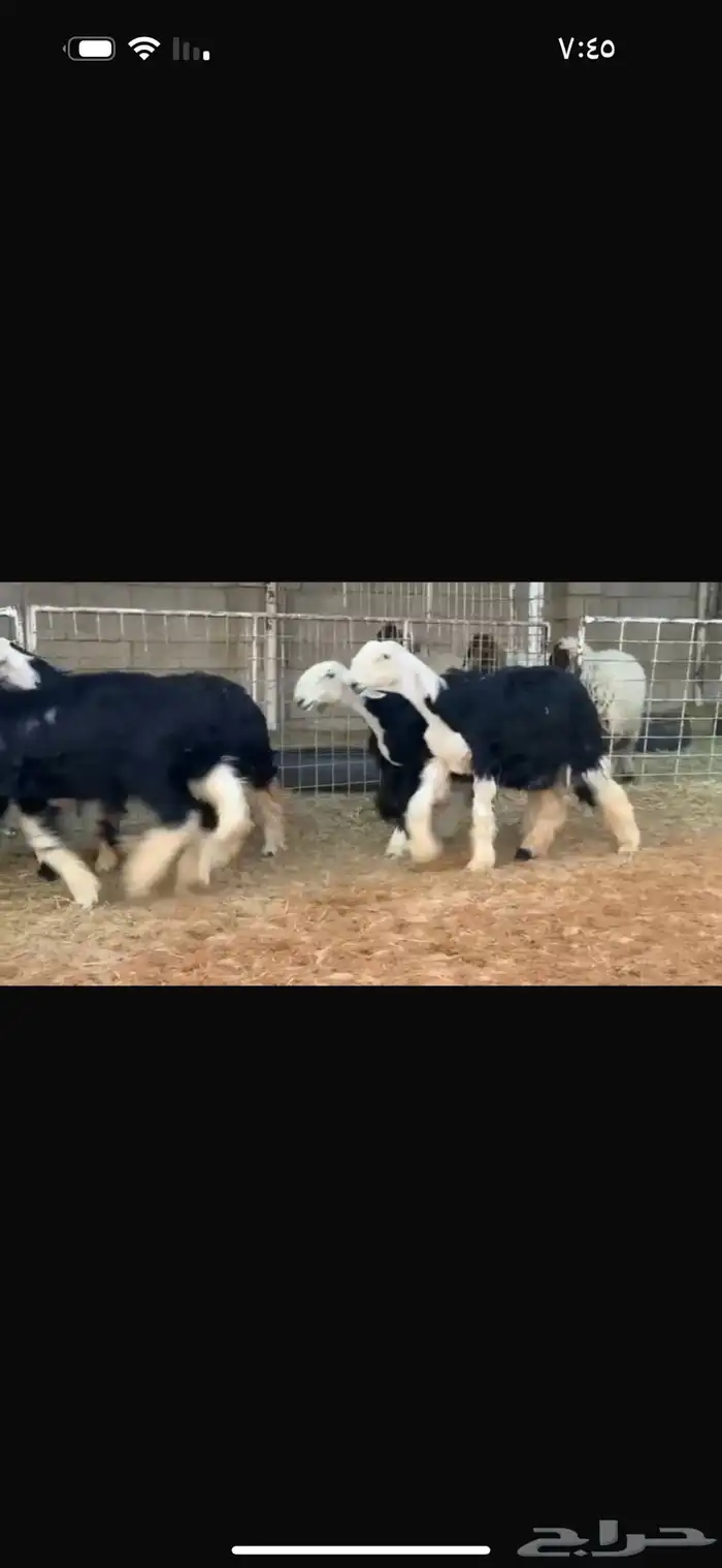 عرض بيع رخل جذعات بالفحل 0