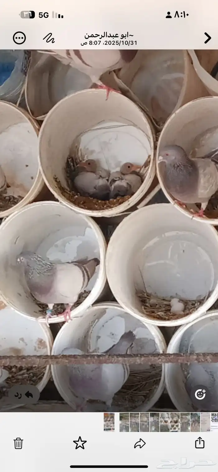 حمام للبيع 32 جوز تقريبا فرنسي 0