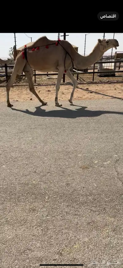 عشاير مبيوعات عيالهن index