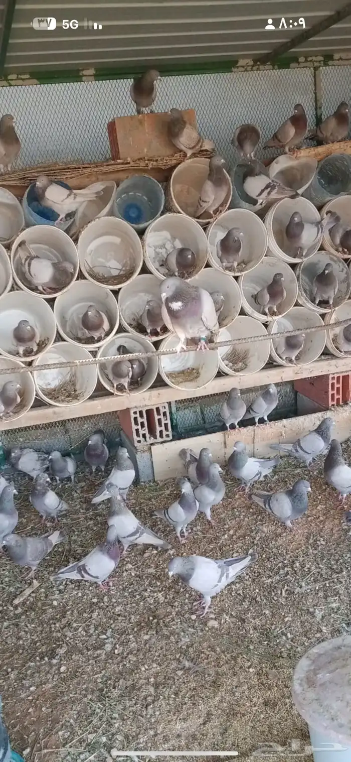 حمام للبيع 32 جوز تقريبا فرنسي 1