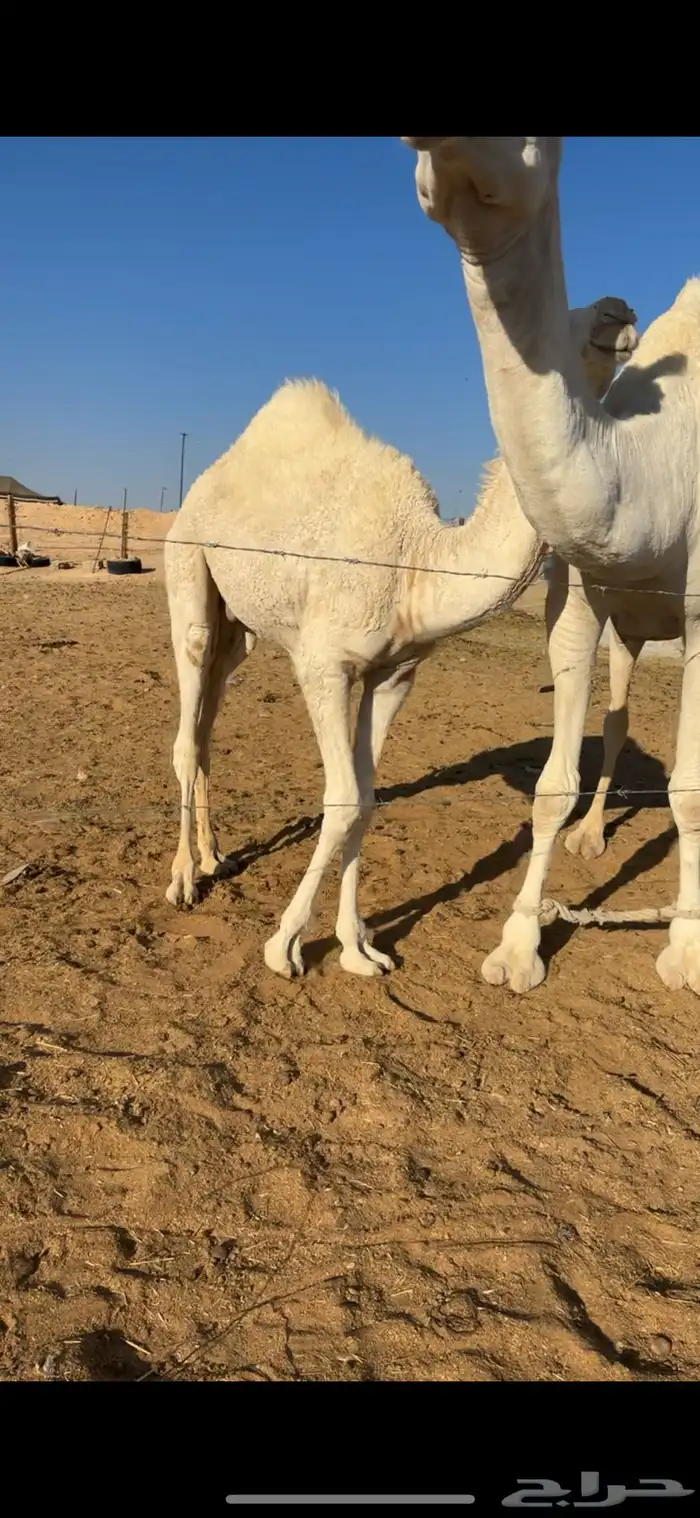 قعود على امه 0