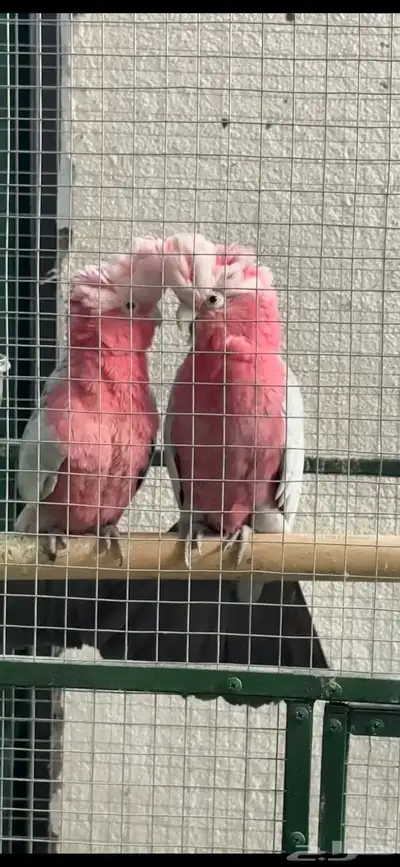 زوج كوكاتو منتج (مميز) index