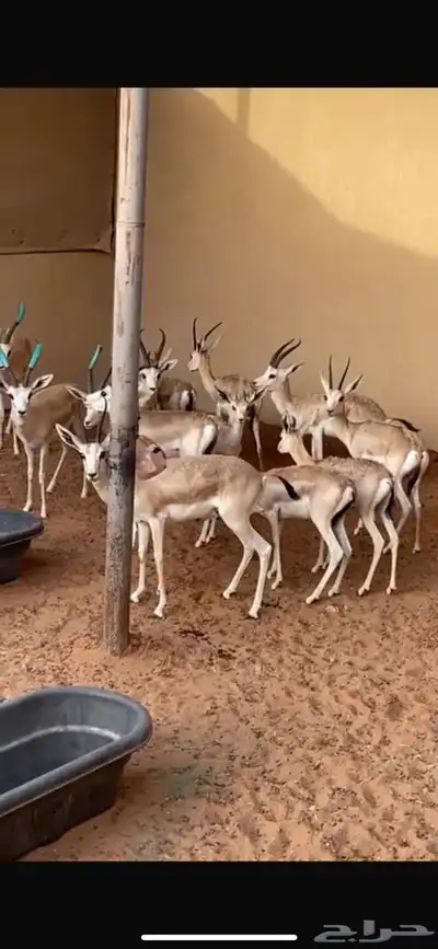 غزلان الريم index