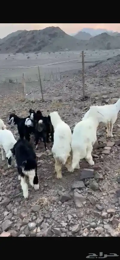 ذبايح الجود index