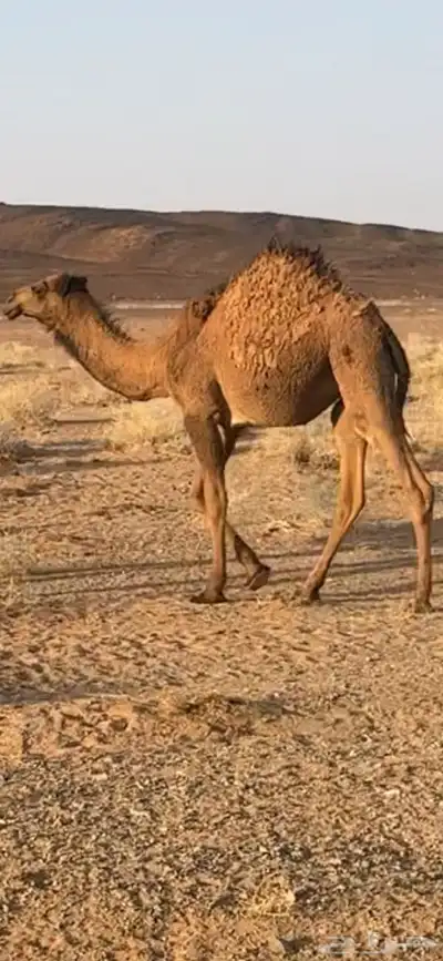 بكره عمرها 9 شهور للبيع index