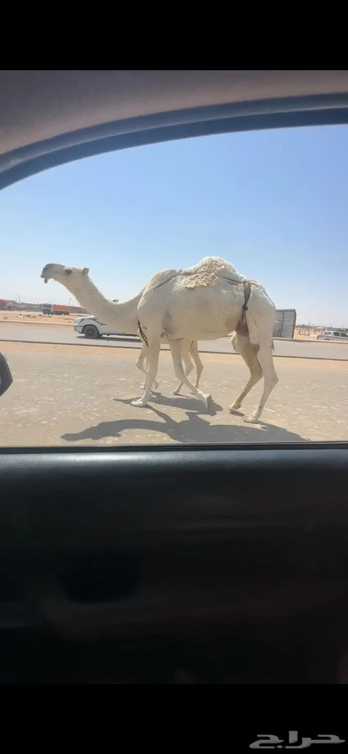 عشراء وضحى 0