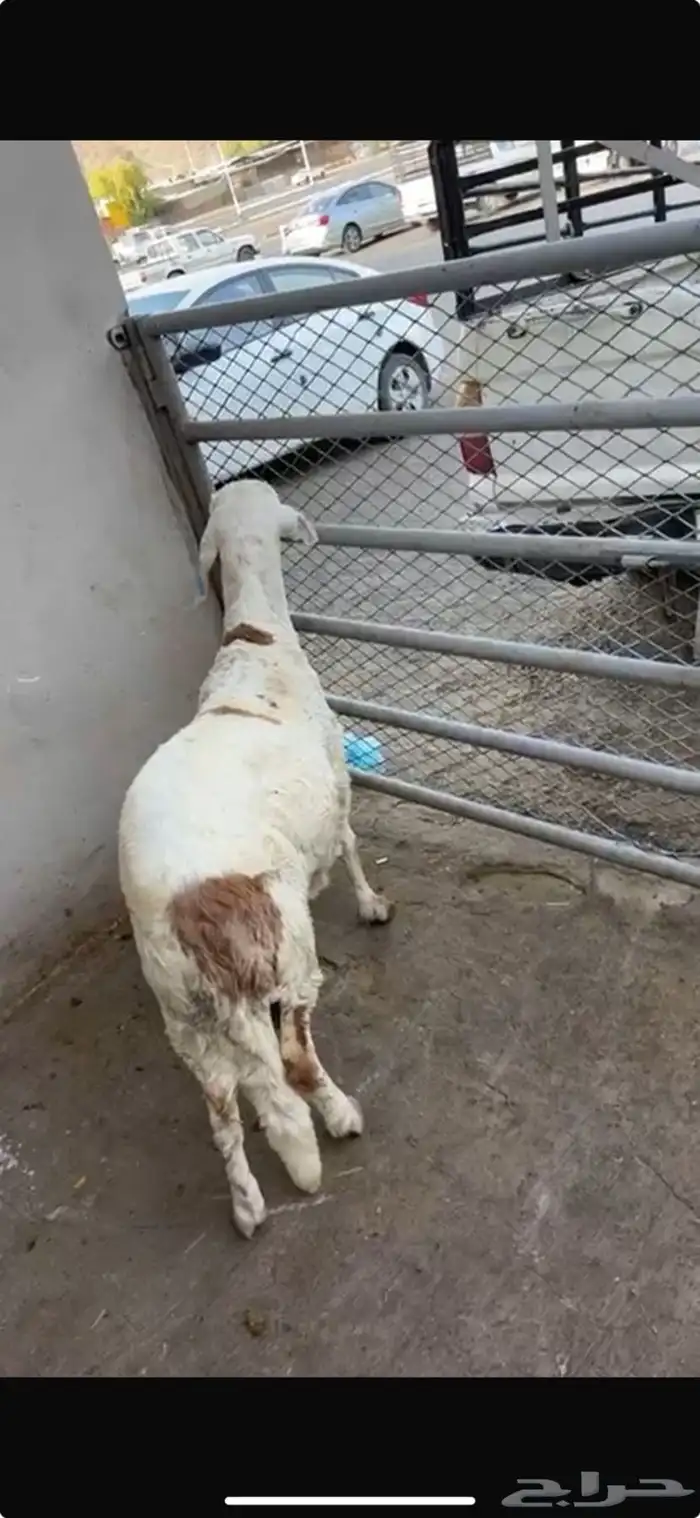 ذبايح الجود 5