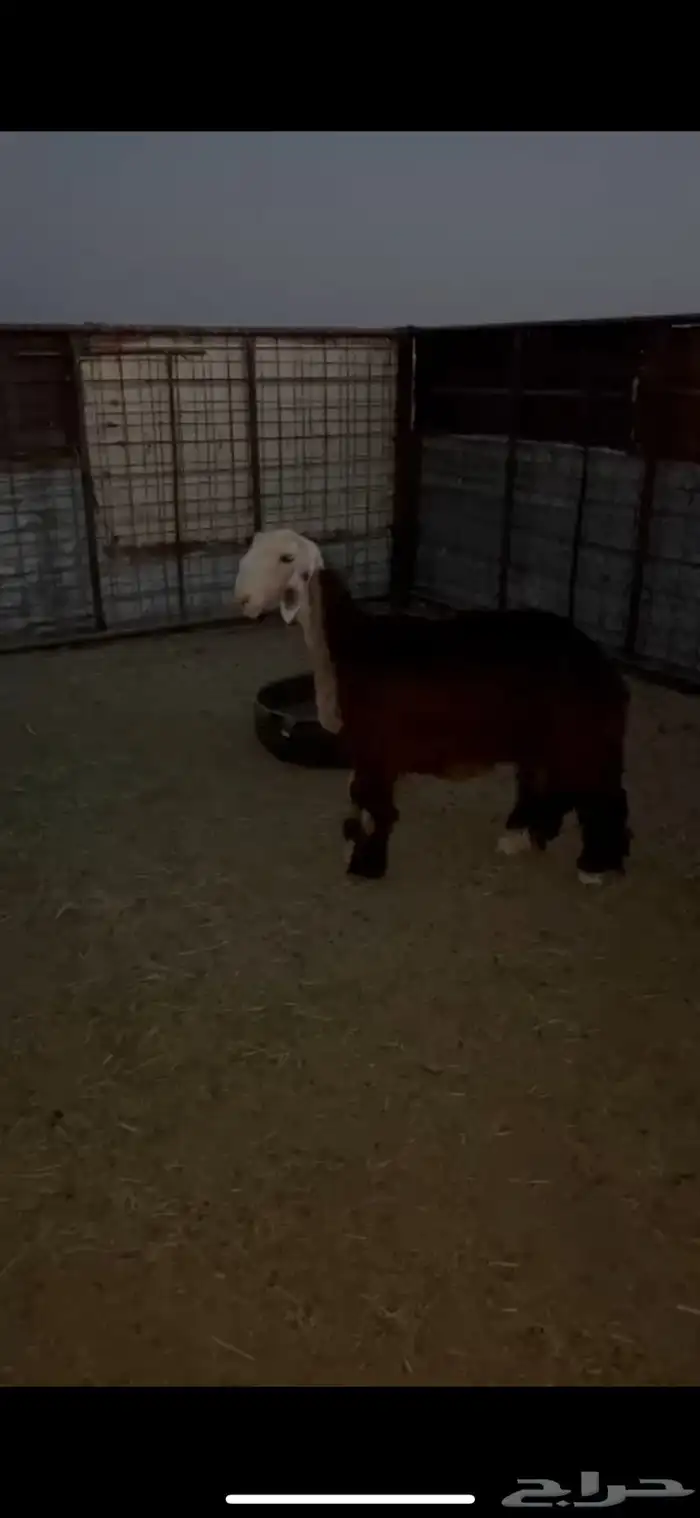 رخل نجديه كفو 1