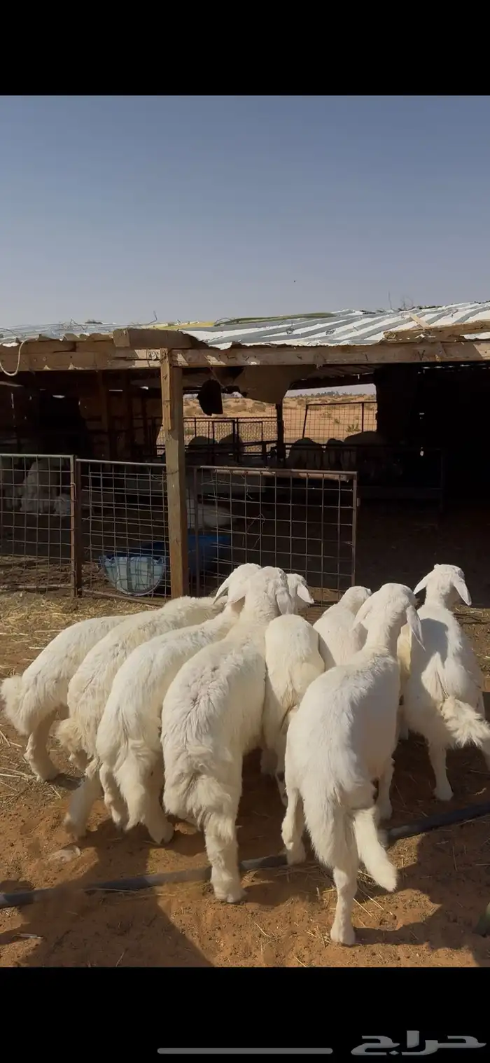 خرفان انتاج الغنم من مراحي فل شحم ولحم 1