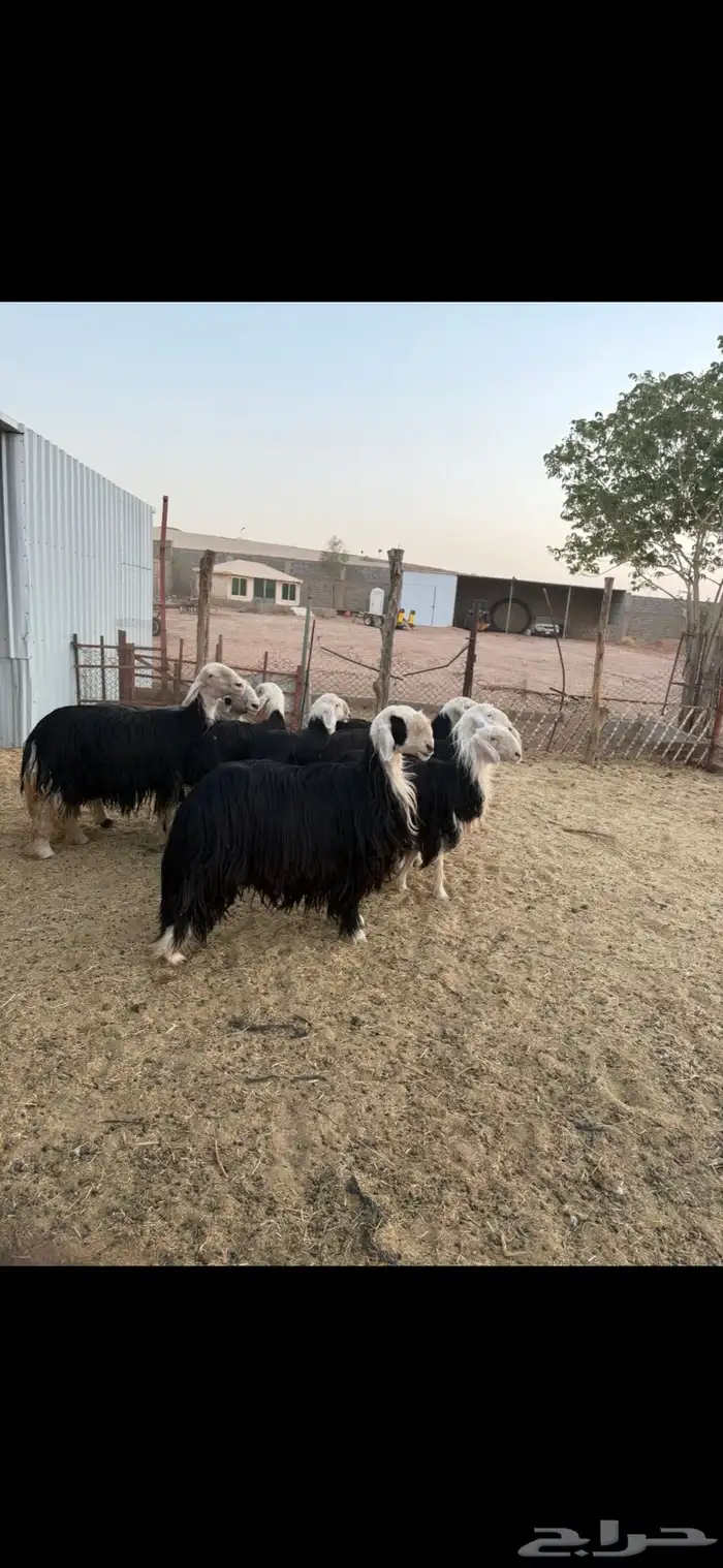 غنم نجد 0