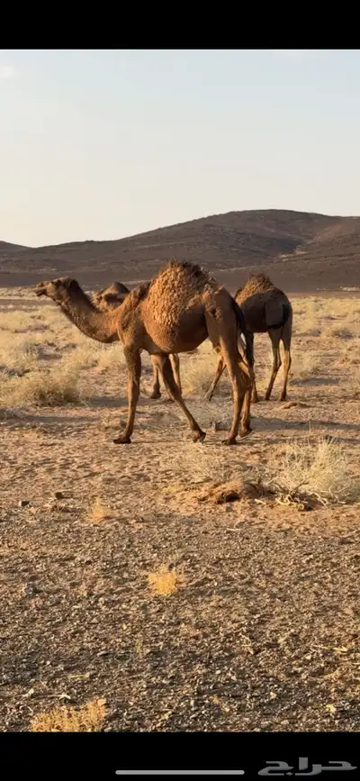 بكره عمرها 9 شهور للبيع index