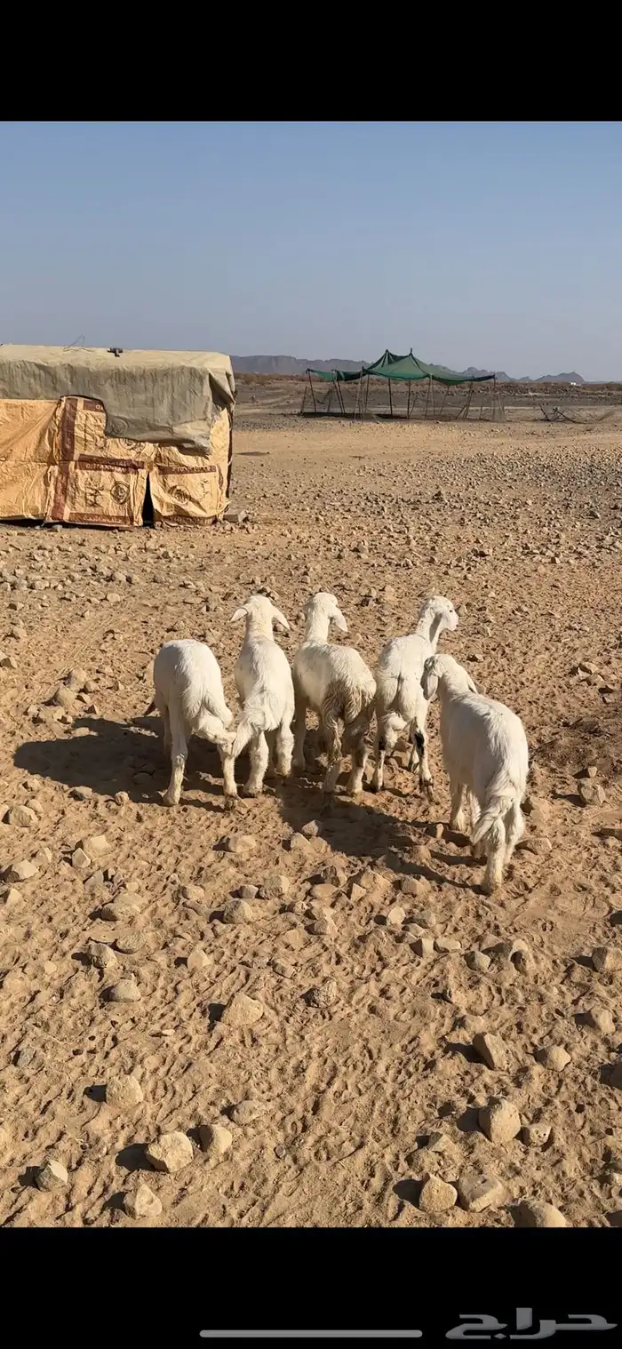 بهم تربيه شعرته طيبه واطرافه طيبه 1