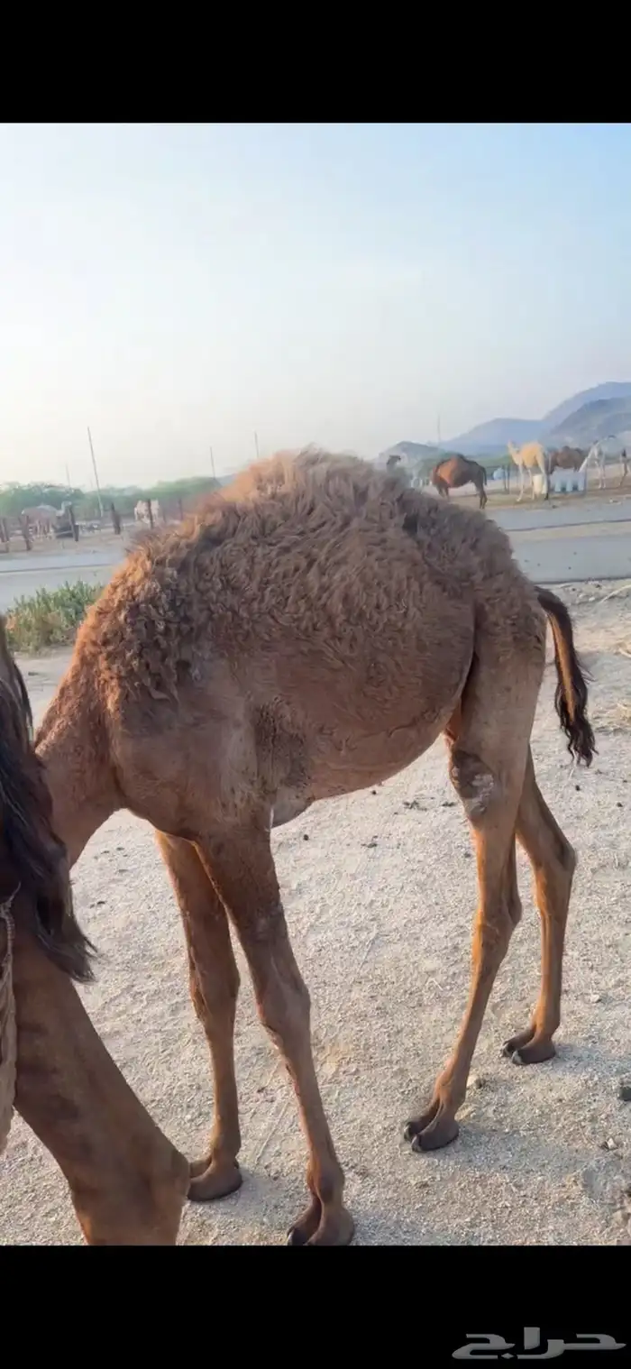 خلفه طيبه هديه رضيه تحتها بكره 1