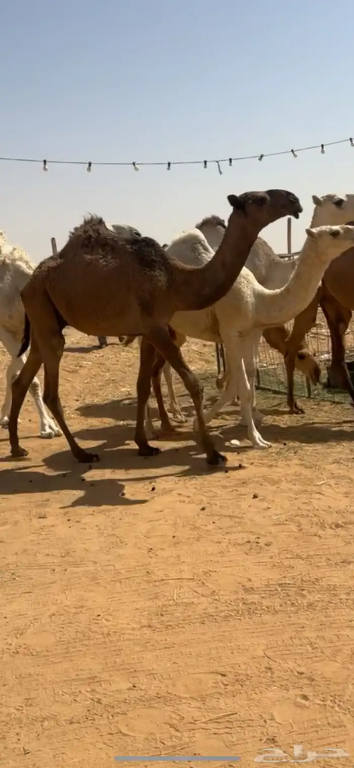 قعود اصفر دبياني 5