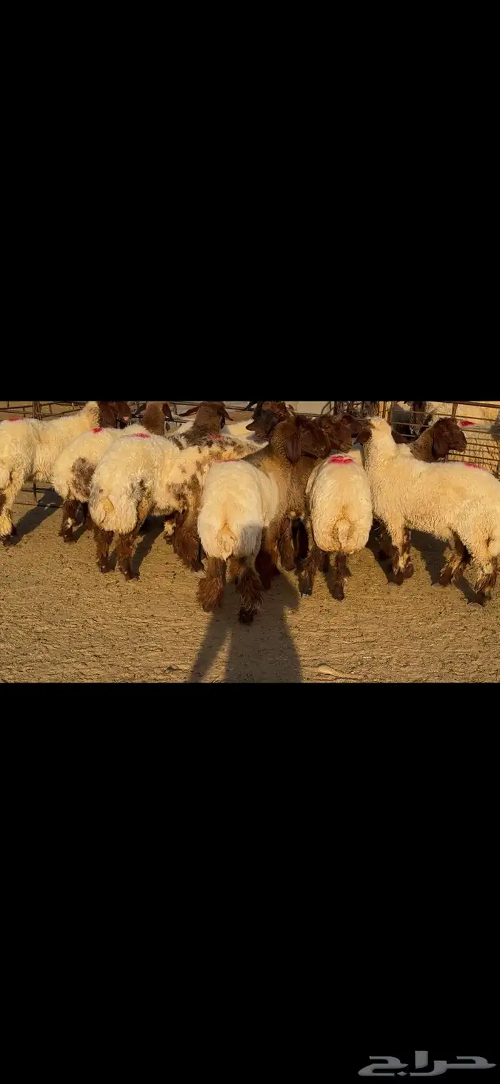 جذعات خصم الخصم وشرط الدفيع العدد 13 5