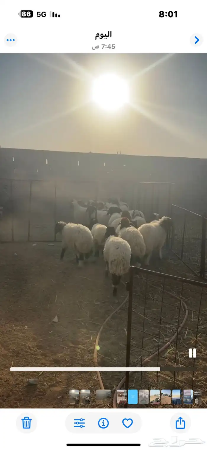 رخال نعيم للبيع 2