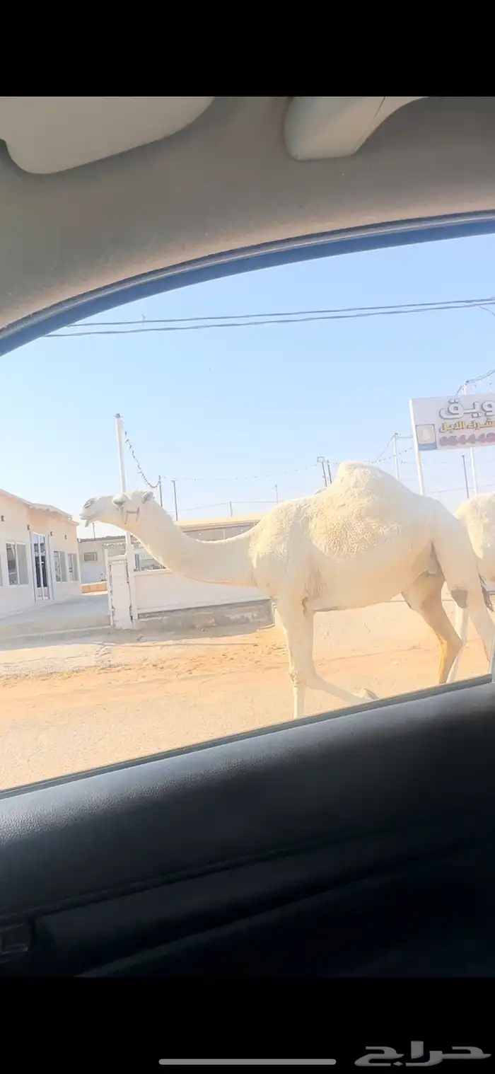 لقحات. تم البيع 0