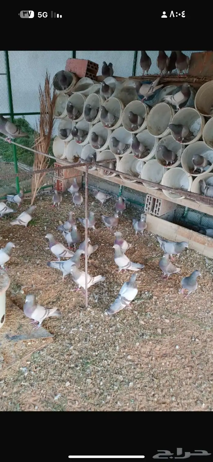 حمام للبيع 32 جوز تقريبا فرنسي 2