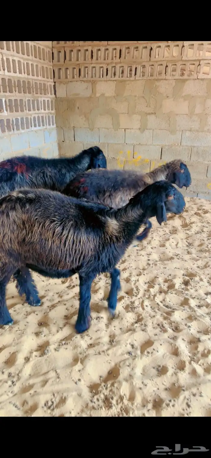 شياه عرب دفيع 2